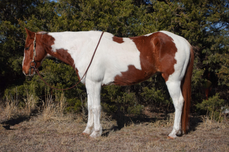 HorseID: 2287112 Atlas RD - PhotoID: 1064118