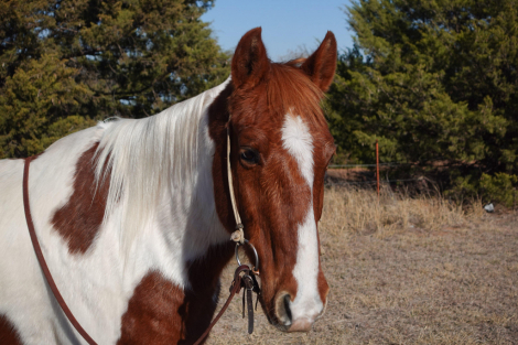 HorseID: 2287112 Atlas RD - PhotoID: 1064119