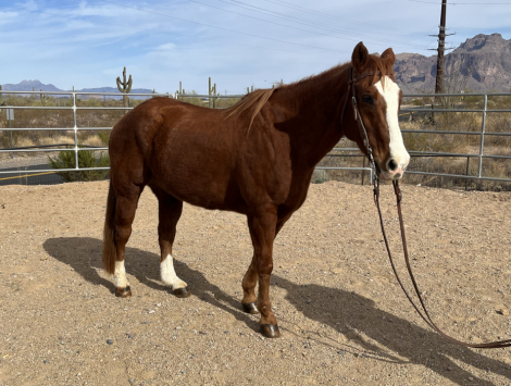 HorseID: 2287119 Dudes Blazing Banjo - PhotoID: 1064101