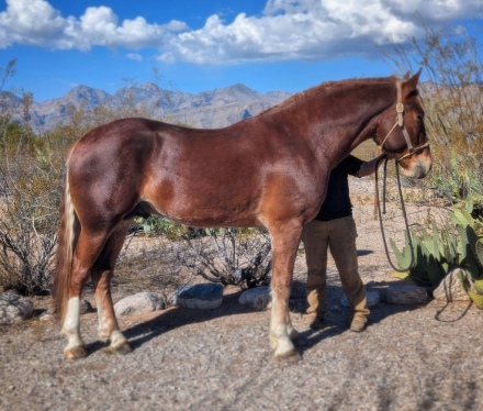 HorseID: 2287122 Manu Fortis Blue Nile - PhotoID: 1064105