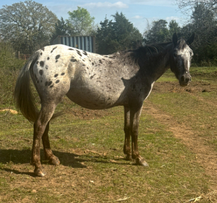 HorseID: 2287171 Pepper - PhotoID: 1064235