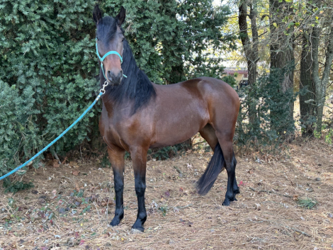 HorseID: 2287174 Grace - PhotoID: 1064194