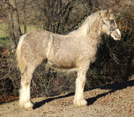 HorseID: 2287230 Rti Kalifornia kid - PhotoID: 1064297