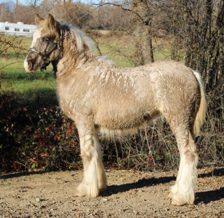 HorseID: 2287230 Rti Kalifornia kid - PhotoID: 1064298