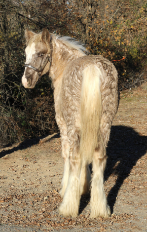 HorseID: 2287230 Rti Kalifornia kid - PhotoID: 1064299