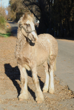 HorseID: 2287230 Rti Kalifornia kid - PhotoID: 1064300