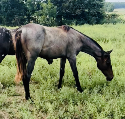 HorseID: 2287243 A Gypsy Cartel - PhotoID: 1064312