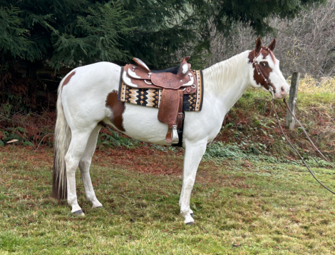 HorseID: 2287301 OLAF THE SHOW OFF - PhotoID: 1064452