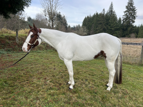 HorseID: 2287301 OLAF THE SHOW OFF - PhotoID: 1064453