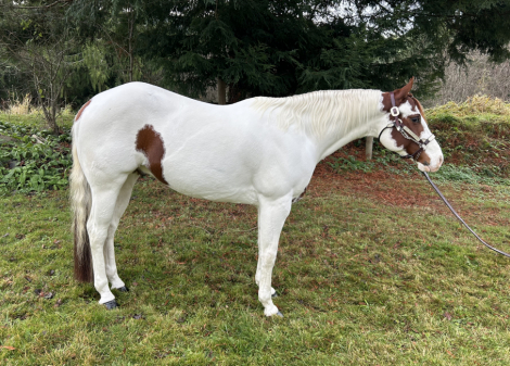 HorseID: 2287301 OLAF THE SHOW OFF - PhotoID: 1064454