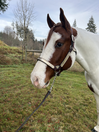 HorseID: 2287301 OLAF THE SHOW OFF - PhotoID: 1064456