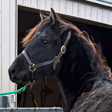 HorseID: 2287305 Starberry Fey Nimuë - PhotoID: 1064403