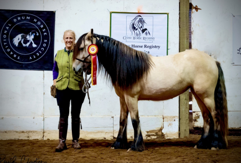 HorseID: 2287321 Rising to 3yo, Buckskin Gypsy Vanner Mare - PhotoID: 1064421