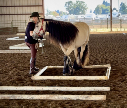 HorseID: 2287321 Rising to 3yo, Buckskin Gypsy Vanner Mare - PhotoID: 1064422