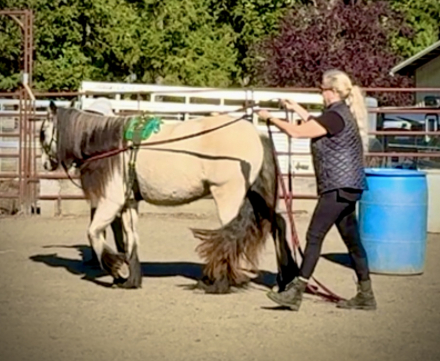 HorseID: 2287321 Rising to 3yo, Buckskin Gypsy Vanner Mare - PhotoID: 1064423