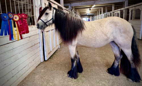 HorseID: 2287321 Rising to 3yo, Buckskin Gypsy Vanner Mare - PhotoID: 1064424