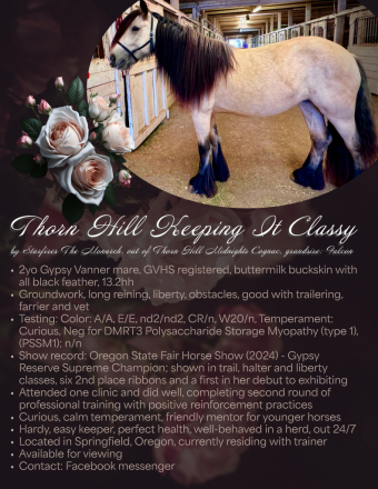 HorseID: 2287321 Rising to 3yo, Buckskin Gypsy Vanner Mare - PhotoID: 1064425