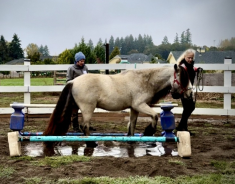 HorseID: 2287321 Rising to 3yo, Buckskin Gypsy Vanner Mare - PhotoID: 1064426