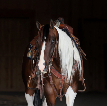 HorseID: 2287412 HES A PEPTOLENA - PhotoID: 1064547