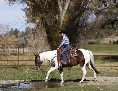 HorseID: 2287412 HES A PEPTOLENA - PhotoID: 1064548