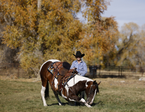 HorseID: 2287412 HES A PEPTOLENA - PhotoID: 1064550