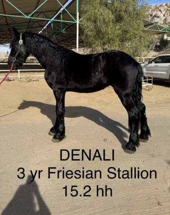 HorseID: 2287467 Denali - PhotoID: 1064640