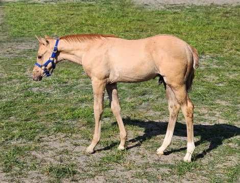 HorseID: 2287480 Steppin In Command (AQHA pending) - PhotoID: 1064657