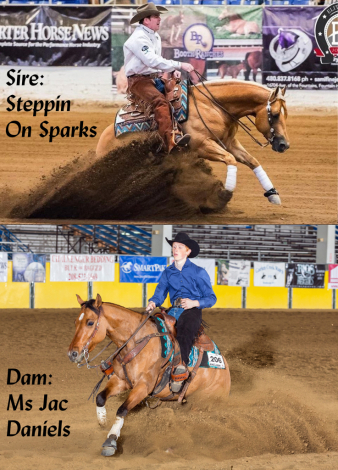 HorseID: 2287480 Steppin In Command (AQHA pending) - PhotoID: 1064658