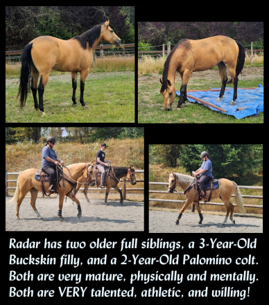 HorseID: 2287480 Steppin In Command (AQHA pending) - PhotoID: 1064659