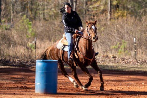 HorseID: 2287487 Oceans A Daisy - PhotoID: 1064663