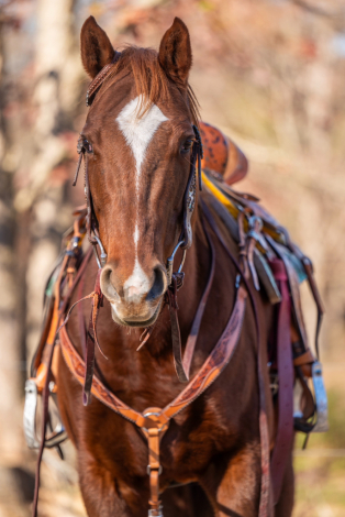 HorseID: 2287487 Oceans A Daisy - PhotoID: 1064666