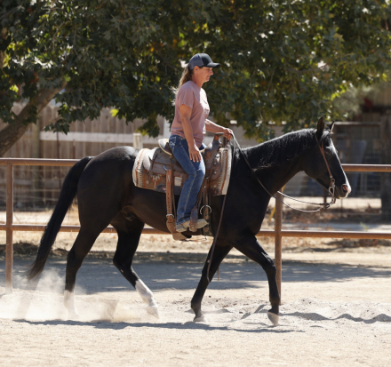 HorseID: 2287500 Sonnys Bar Fight - PhotoID: 1064679