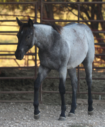 HorseID: 2287525 MALIBLUE SPOON Homozygous Roan - PhotoID: 1064711