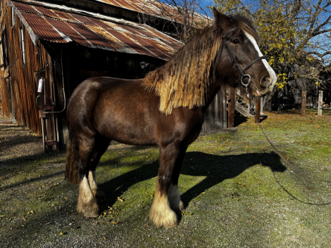 HorseID: 2287548 Fiadh Roisin Anderson    www.burgeontraining.com - PhotoID: 1064738