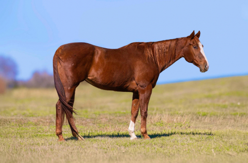 HorseID: 2287579 Shining Chrome NTL - PhotoID: 1064864