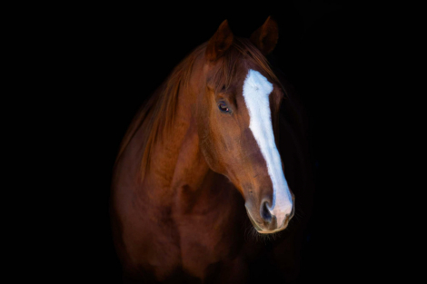 HorseID: 2287579 Shining Chrome NTL - PhotoID: 1064865