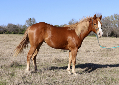 HorseID: 2287588 TAMU Pepto Jae - PhotoID: 1064769