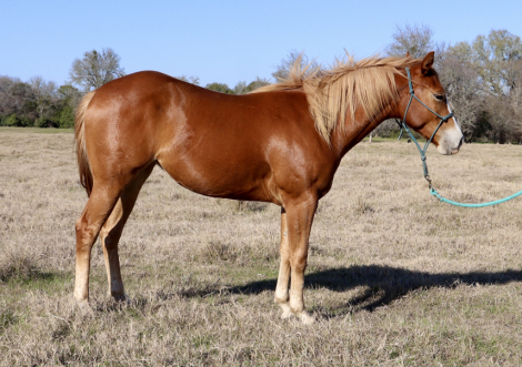 HorseID: 2287588 TAMU Pepto Jae - PhotoID: 1064770