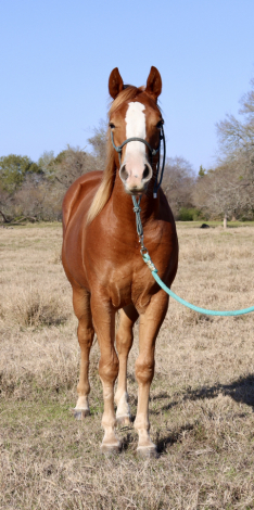 HorseID: 2287588 TAMU Pepto Jae - PhotoID: 1064771