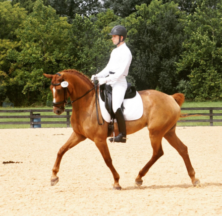 HorseID: 2287641 Ferra (Rousseau x Jazz x Graf Goetz) - PhotoID: 1064881