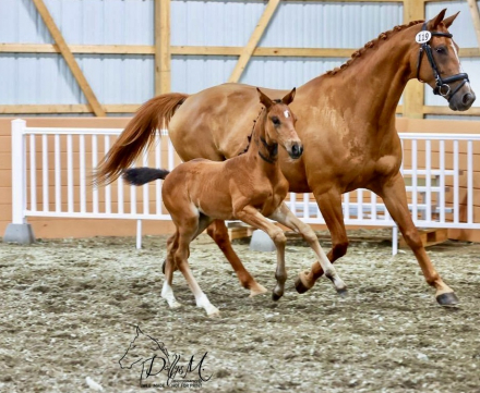 HorseID: 2287641 Ferra (Rousseau x Jazz x Graf Goetz) - PhotoID: 1064883