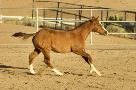 HorseID: 2287680 MP Princess Peach - PhotoID: 1064929