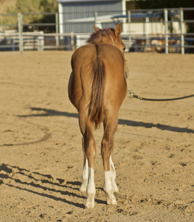 HorseID: 2287680 MP Princess Peach - PhotoID: 1064930