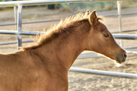 HorseID: 2287680 MP Princess Peach - PhotoID: 1064932