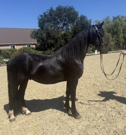 HorseID: 2287967 Lando - PhotoID: 1090468