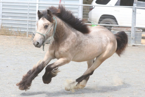 HorseID: 2289552 Hideaway The Firefly Filly - PhotoID: 1090518