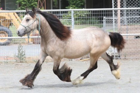 HorseID: 2289552 Hideaway The Firefly Filly - PhotoID: 1090520