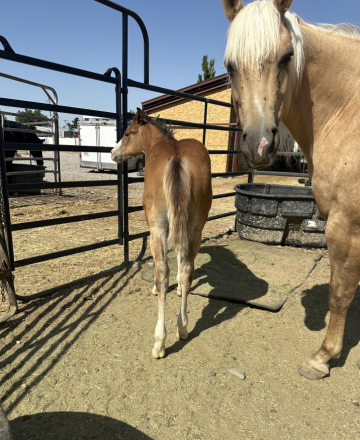 HorseID: 2289560 Mischievous Spark - PhotoID: 1085281