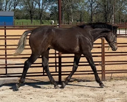 HorseID: 2289764 JAB Generals Grand Surprise - PhotoID: 1090652