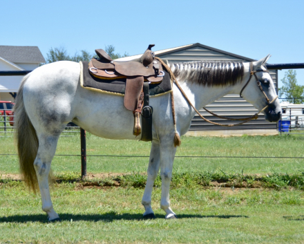 HorseID: 2290340 Shes A Sultry Invite - PhotoID: 1068402